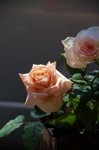 バラも長持ちしますよ。｜「フローリスト　ババ」　（静岡県御殿場市の花キューピット加盟店 花屋）のブログ